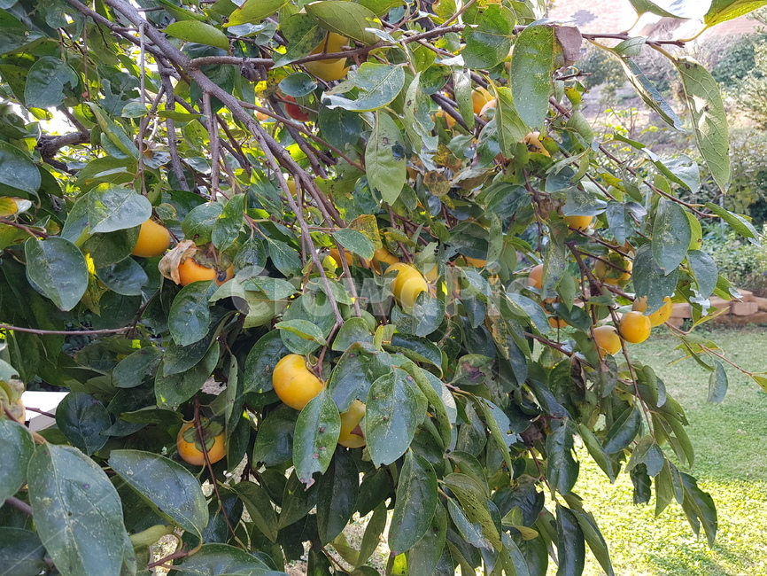 감,가을열매,과일,감나무,노란과일,식물,자연,plants,nature