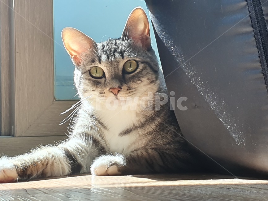고양이,cat,집냥이,반려동물,길냥이,코리안숏헤어,코숏,고양이얼굴,햇살,정면