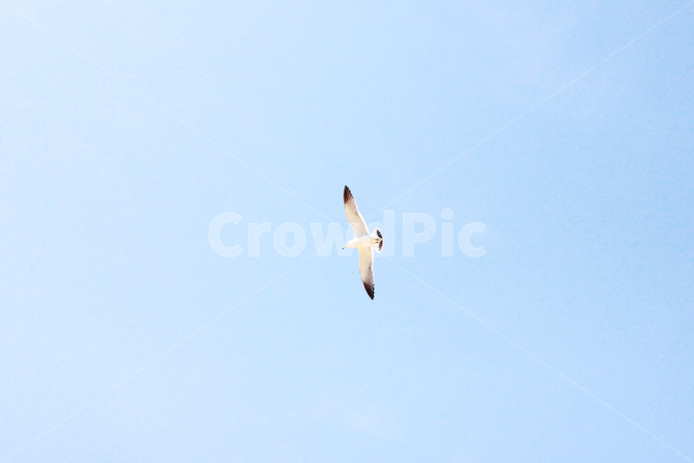 갈매기,하늘,새,commongull,sky,bird