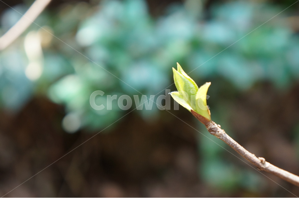 봄,새싹,새순,시작,초년생,어린이,제주,자연,봄,계절,spring,season,식물,자연,plants,nature,flower,꽃,sprout,blossom,bud,싹,plant