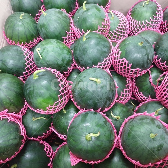 수박,줄무늬,제철과일,여름과일,특산품,여름,과일,단맛