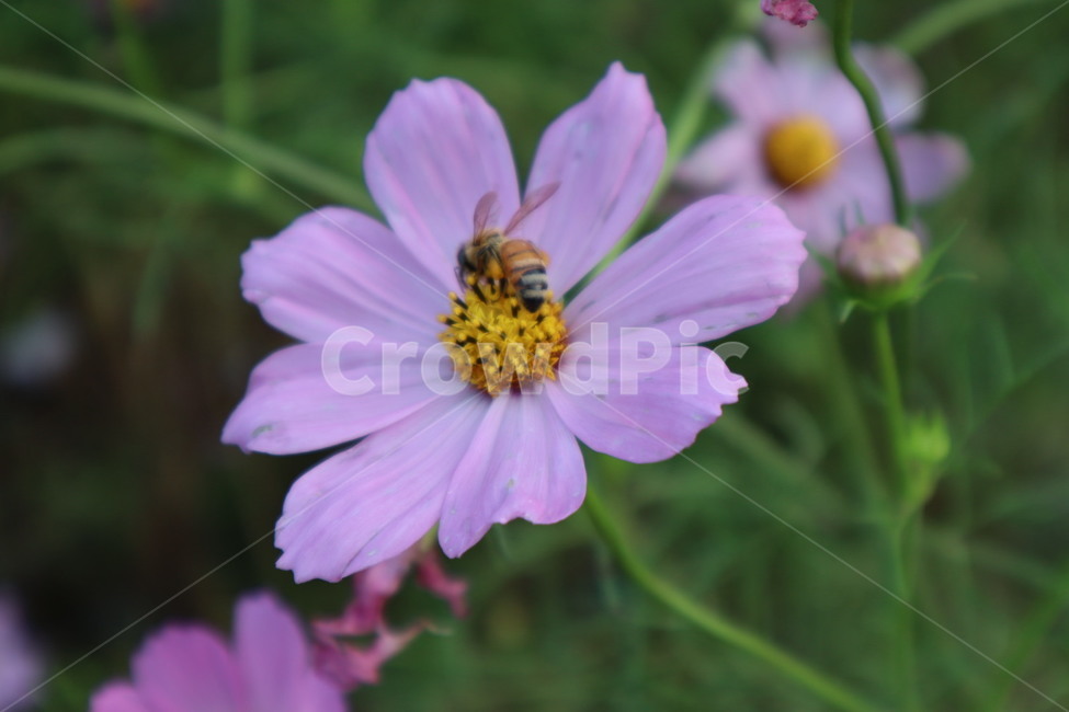 invertebrate,벌,bee,honeybee,plant,식물,자연,plants,nature,꽃,flower