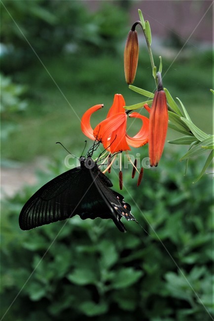 털중나리,백합과,여러해살이풀,야생화,야백합,식물,자연,plants,nature,꽃,flower,동물,animal,곤충,벌레,insect,bug