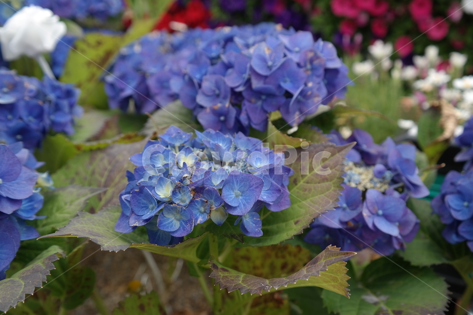 꽃,꽃박람회,노란꽃,난꽃,들꽃,분홍꽃,식물,자연,plants,nature,꽃,flower