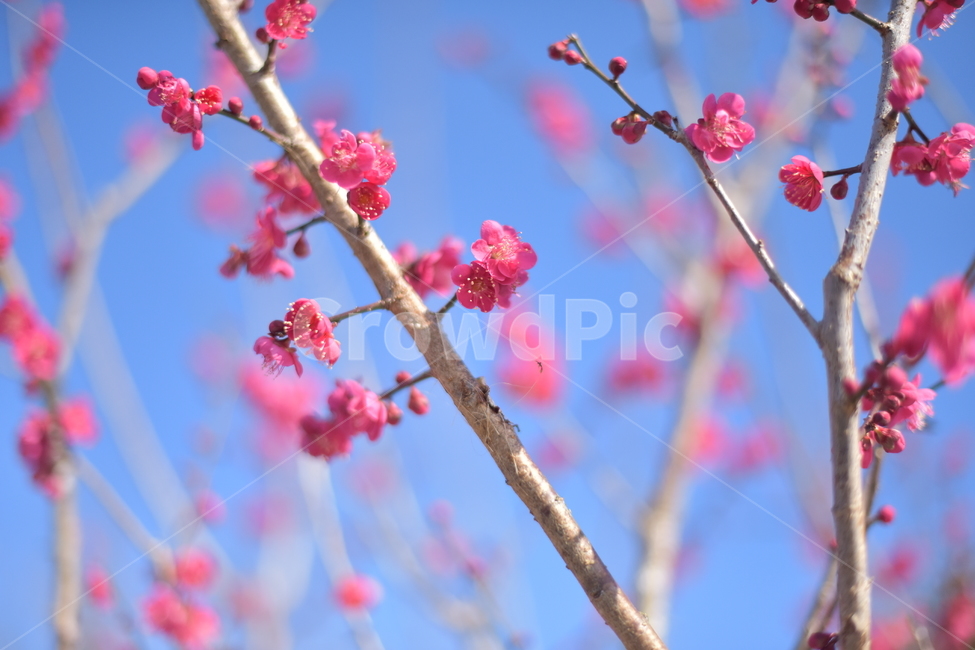 매화꽃,봄꽃,홍매화,하늘매화,제주매화,봄,계절,spring,season,식물,자연,plants,nature,꽃,flower