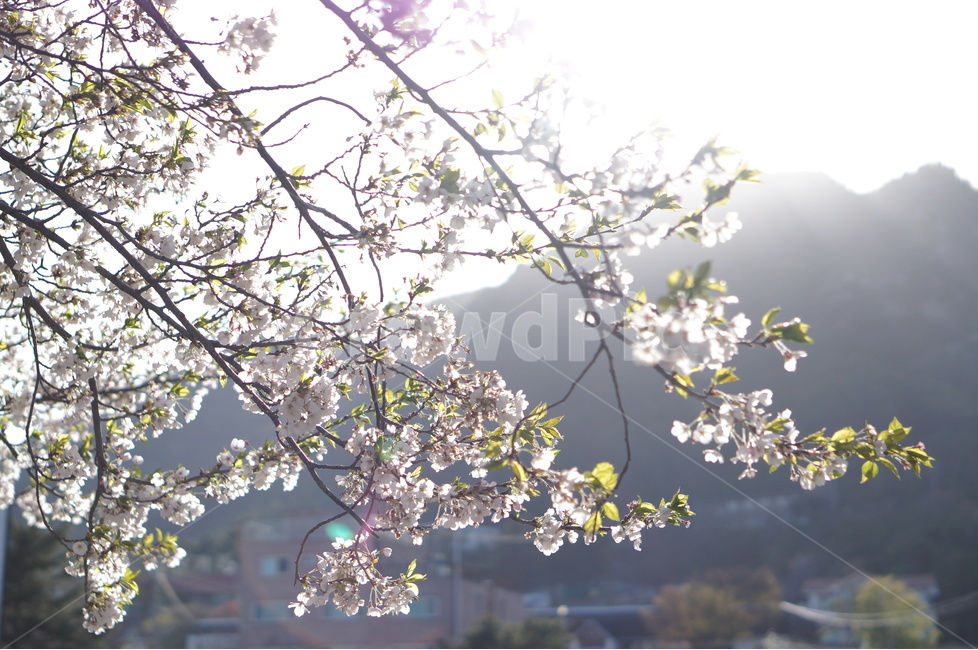 저녁,석양,노을,해,빛,나무,맑음,봄,봄,계절,spring,season,식물,자연,plants,nature,꽃,flower,휴식,힐링,rest,relaxation,healing,plant,cherry blossom,벚꽃,blossom