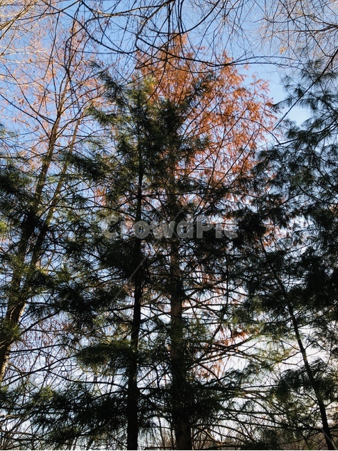 나무,햇빛,식물,산책,가을,자연,풍경,nature,landscape,tree,plant,fir,전나무,conifer,구과 식물