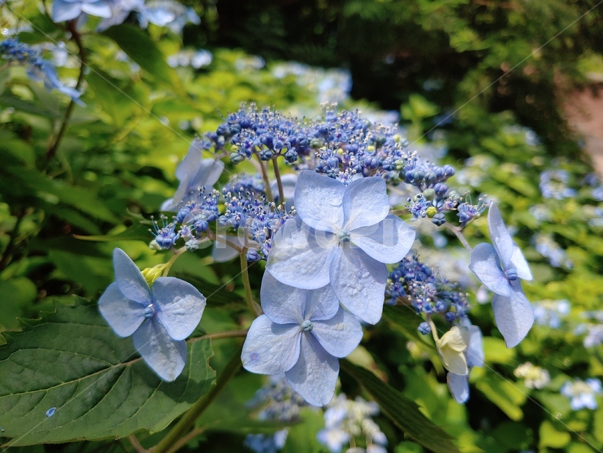 산수국,야생화,들꽃,보라,이슬,green,woods,plant,식물,자연,nature,환경,environment,신선한,fresh,flower