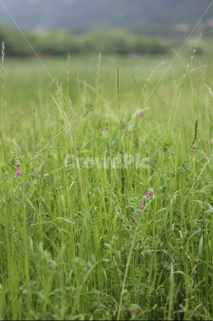 풀,잡초,초록,봄,흐림,식물,자연,plants,nature,꽃,flower