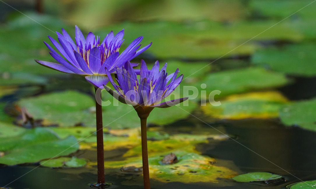 수련,연꽃,식물,꽃,flower,연못,식물원,보라색꽃,야생화,plant,정원화,연못식물,식물접사,꽃접사,식물도감,waterlily,pondlily,식물,자연,plants,nature,꽃,flower
