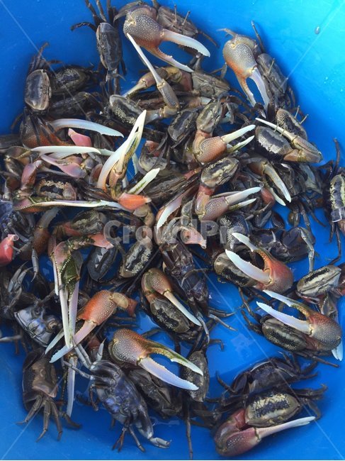 농게,갯벌,서해,게,칠게,어업,fishery,fishing industry