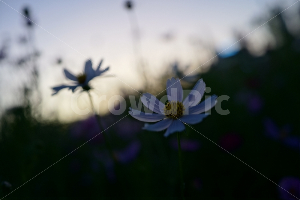 일상,스냅,rx1,무보정,감성,코스모스,가을,계절,fall,autumn,season,식물,자연,plants,nature,꽃,flower,감성,sensible,feeling,plant,daisy,데이지,daisies,blossom