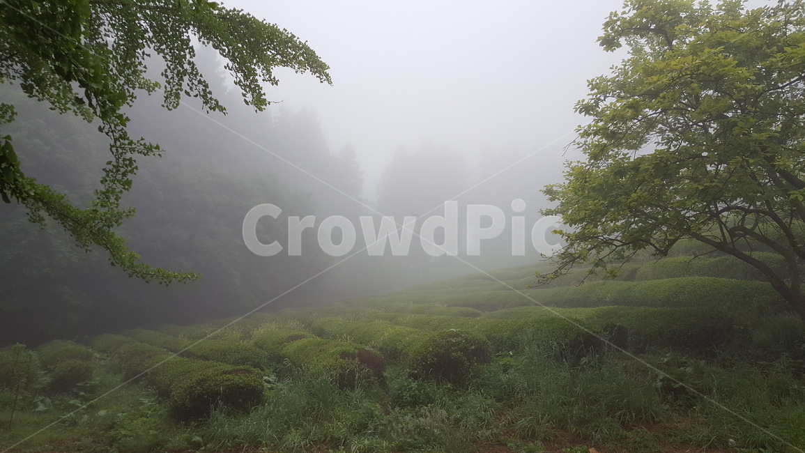 식물,자연,안개,아침,연두,경치,녹차밭,김나무,자연,풍경,nature,landscape,weather,날씨,outdoors,옥외