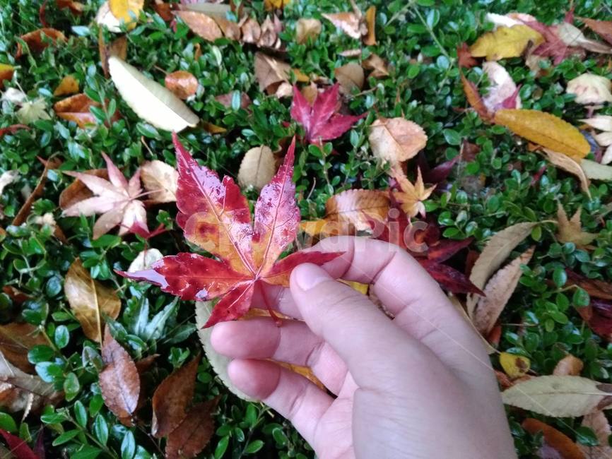 낙엽,비,단풍,단풍잎,leaf,잎