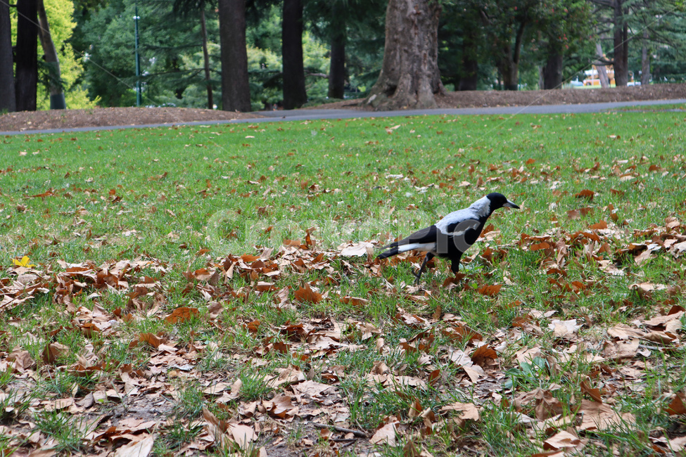 새,까치,공원,정원,bird,magpie,park,garden,가을,계절,fall,autumn,season,동물,animal,조류,새,birds,ground,바닥