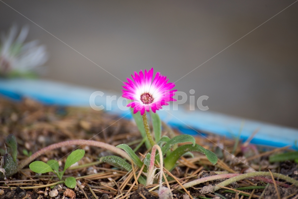 코스모스,들꽃,봄,여름,꽃,접사,식물,자연,plants,nature,flower,식물,자연,plants,nature,꽃,flower