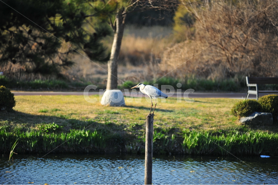 봄,배경,자연,새,물,동물,animal,조류,새,birds