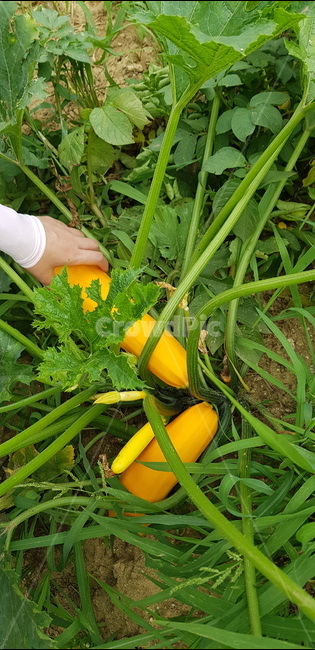 weekend farm,Zucchini Pumpkin,harvesting,yellow zucchini,urban farmer,garden