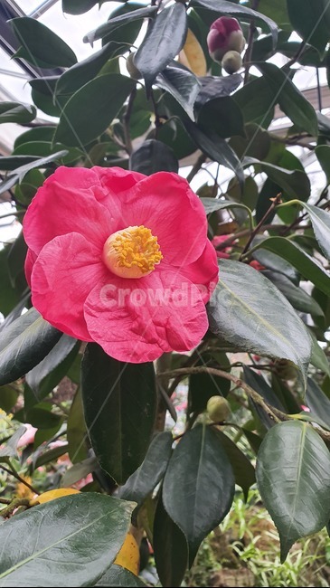 plant,식물,pollen,화분,동백꽃,동백,camelia
