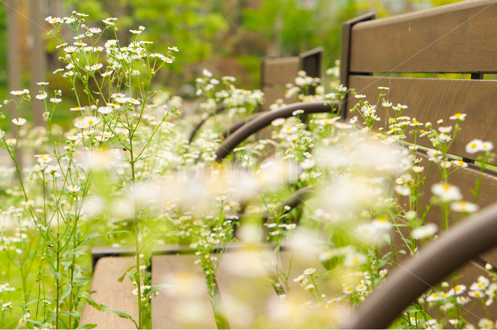 개망초,풀,꽃,의자,풍경,봄,식물,자연,plants,nature,꽃,flower