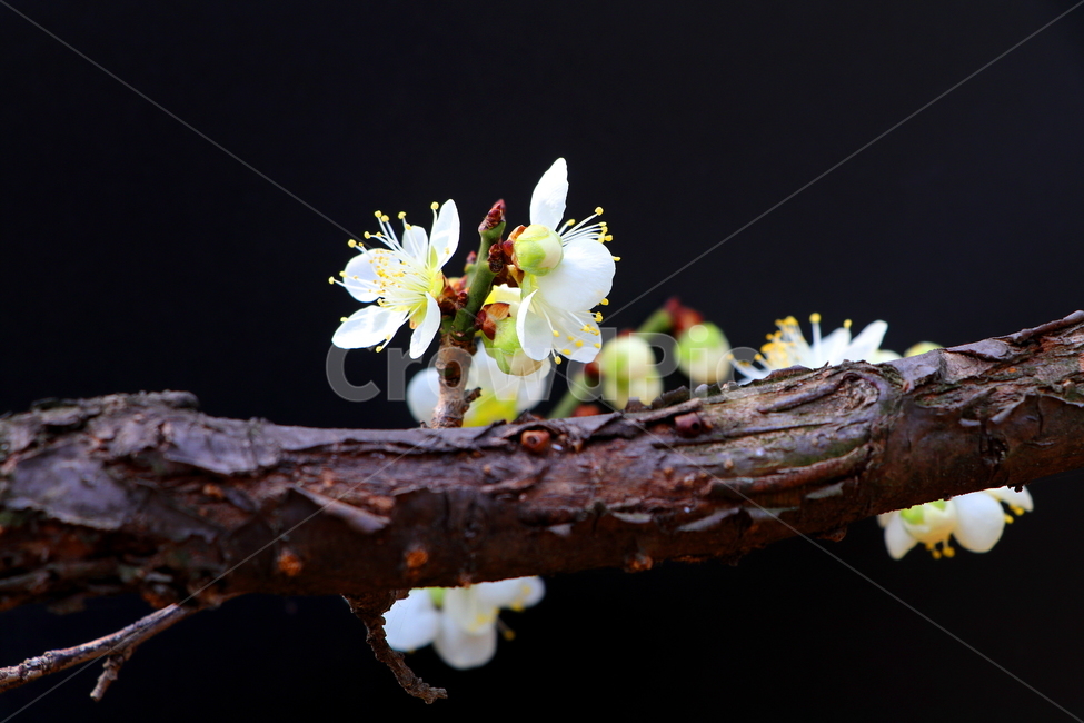 꽃,나무,식물,자연,풍경,봄,계절,spring,season,식물,자연,plants,nature,꽃,flower,plant