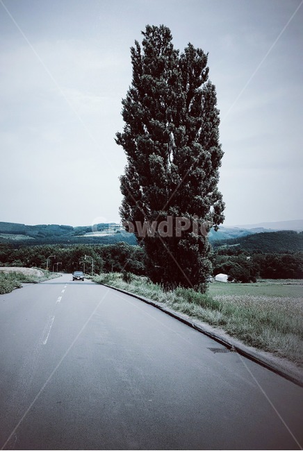 나무,tree,길,road,도로,일본,japan,풍경,자연,nature,landscape,자연풍경,해외,외국,비네팅,자연,풍경,nature,landscape,asphalt,아스팔트,plant,식물