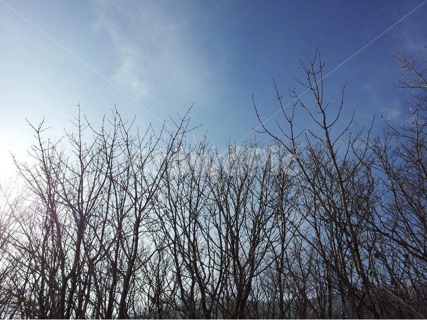 겨울,눈,계절,하늘,나무,겨울,계절,winter,season,자연,풍경,nature,landscape,식물,plants,나무,trees,wood,outdoors,옥외