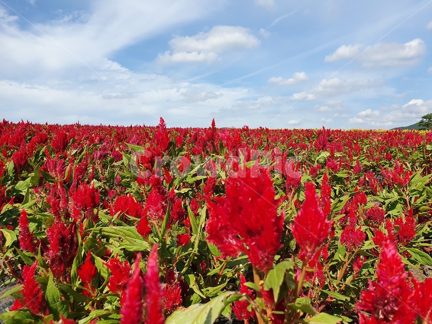 plant,식물,flower,꽃,blossom,맨드라미,빨간색,red,하늘,자연,구름,들,식물,자연,plants,nature