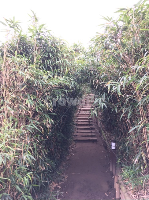 대나무숲,대나무,숲길,길,몽환,자연,풍경,nature,landscape,arbour,정자,garden,정원,outdoors,옥외