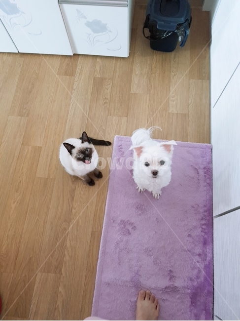 동물,집,강아지,고양이,애기,힐링,귀여움,따스함,호기심,동물,animal,포유류,mammal