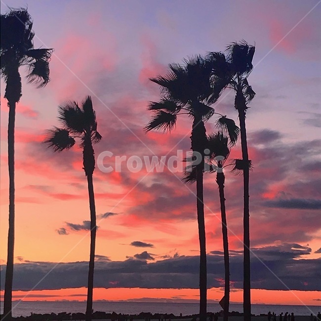 tree,palmtree,야자수,해변,노을,beach,la,losangeles,california,캘리포니아,미국,엘에이