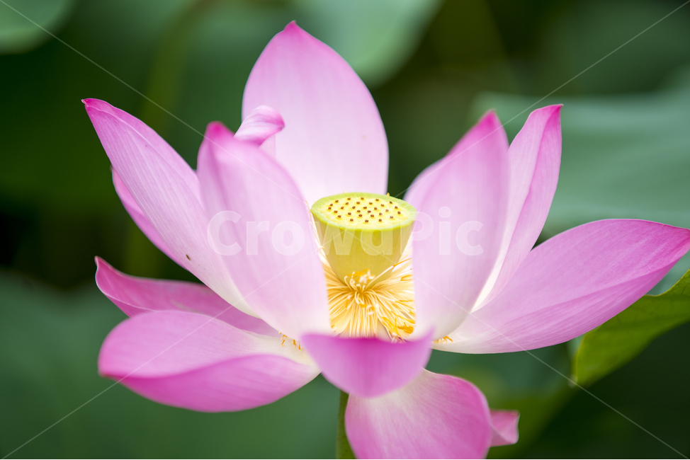 연꽃,여름,매크로,lotus,연꽃잎,식물,자연,plants,nature,꽃,flower