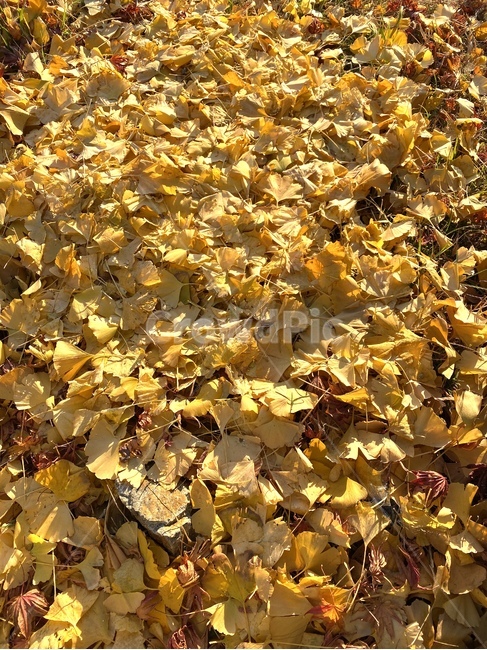 leaf,잎,plant,식물,ground,낙엽,은행잎,가을,가을,계절,fall,autumn,season