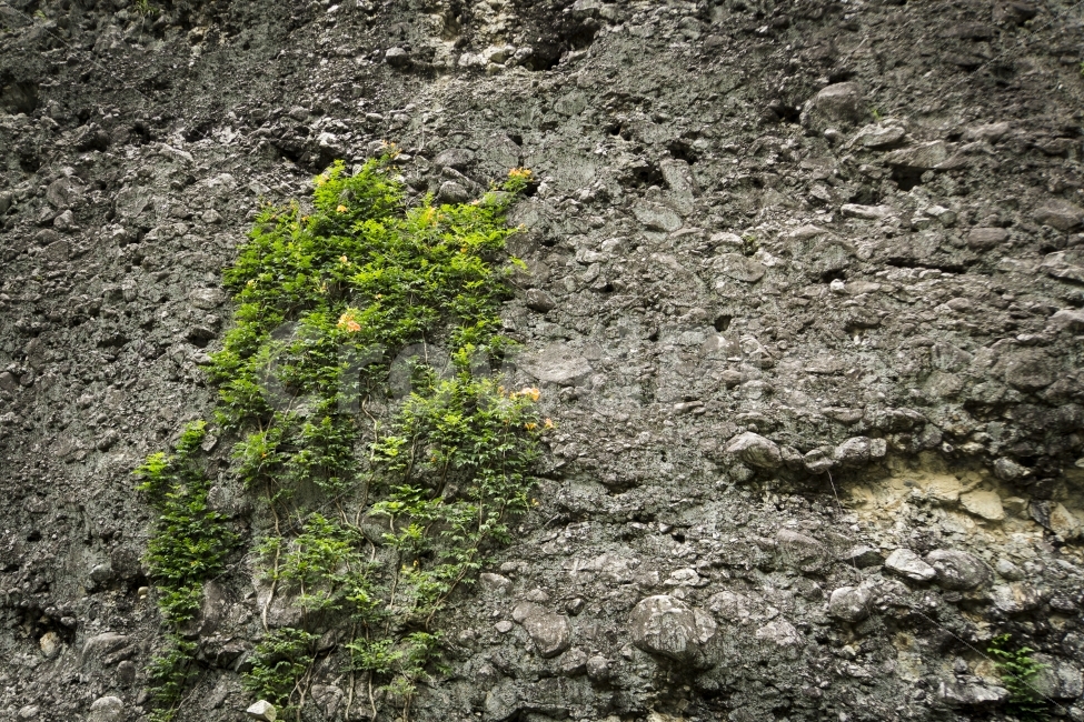 꽃,능소화,마이산,여름,여행,전북,진안,풍경,한국,wall,tree,flower,벽,식물,자연,plants,nature