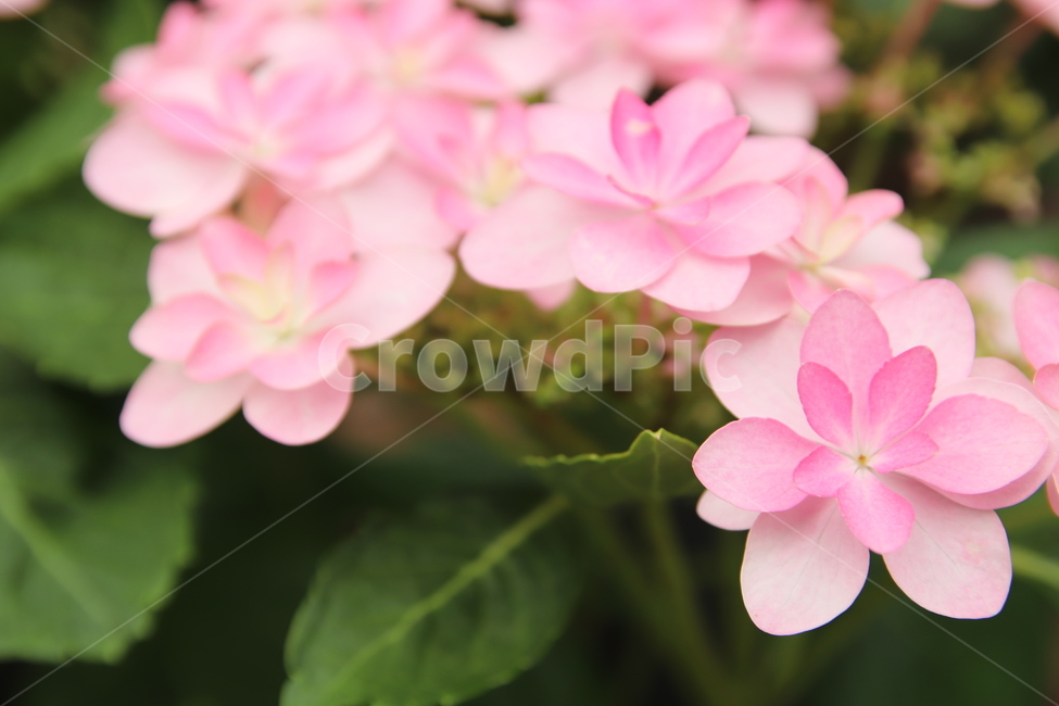 spring flowers,nature,pink flower,flower
