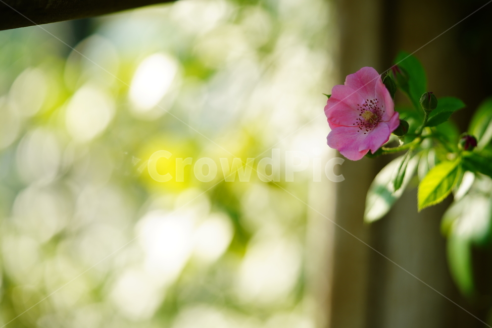 꽃,플라워,색감,식물,생명,생물,flower,컬러,plant,식물,자연,plants,nature,꽃,flower