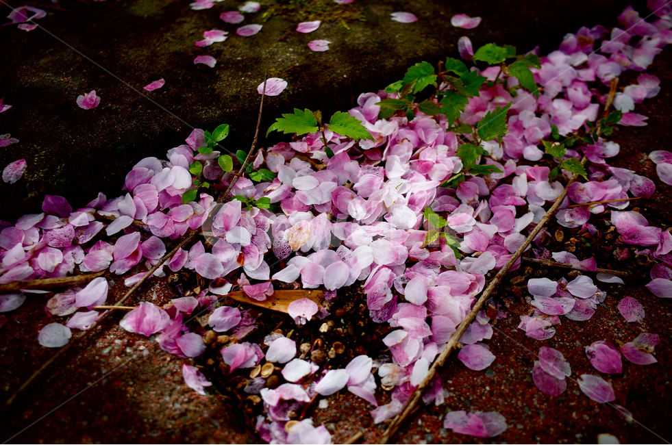 봄,꽃,벚꽃,벚꽃엔딩,분홍,봄,계절,spring,season,식물,자연,plants,nature,꽃,flower,blossom,petal,꽃잎,plant,geranium,제라늄