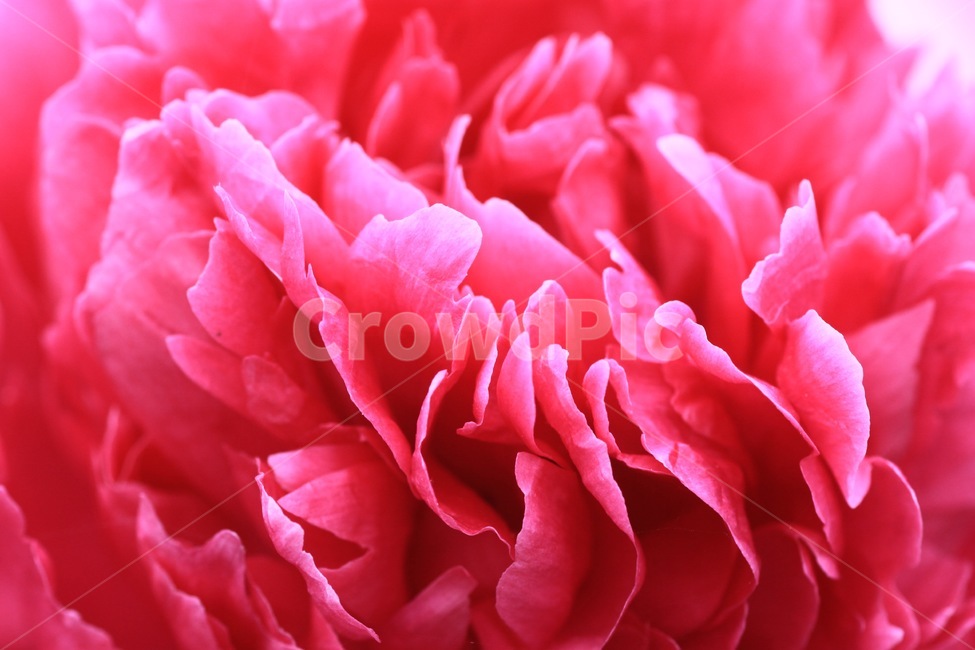 식물,꽃,작약,분홍꽃,자연,flower,식물,자연,plants,nature,꽃,flower