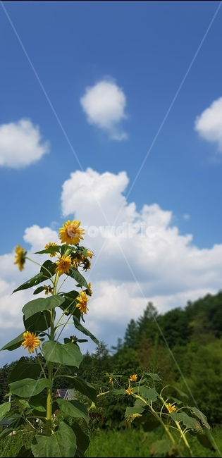 꽃,해바라기,산뜻한아침,따뜻함,꽃송이