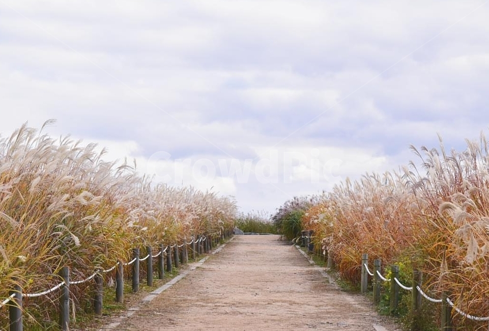 plant,식물,grass,잔디,outdoors,옥외,가을,계절,fall,autumn,season