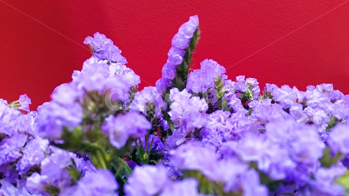 라벤더,라벤더꽃,꽃다발,꽃,꽃박람회,식물,자연,plants,nature,꽃,flower