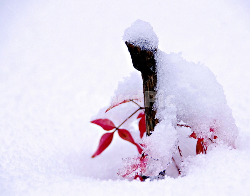 눈,단풍나무,자연,백설,소복히,싸인눈,겨울,계절,winter,season,식물,자연,plants,nature