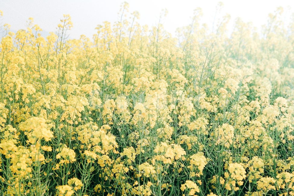 유채꽃,꽃밭,봄,노랑,감성,봄,계절,spring,season,식물,자연,plants,nature,꽃,flower,plant