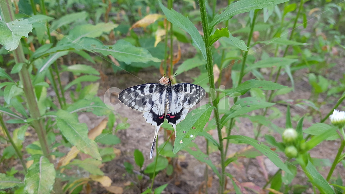 자연,곤충,나비,butterfly,insect,동물,animal,곤충,벌레,insect,bug