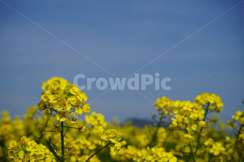 유채꽃,꽃,노랑,제주,제주도,yellow,flower,봄,spring