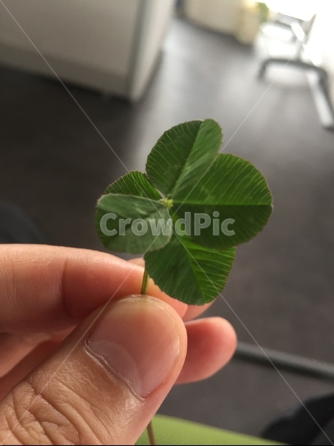오잎클로버,오잎크로버,네잎크로버,토끼풀,행운,식물,자연,plants,nature,사람,인물,인간,human,person,신체일부,몸,body