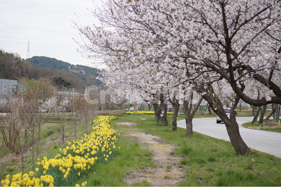 벚꽃길,봄,풍경,흐림,벚꽃,봄,계절,spring,season,자연,풍경,nature,landscape,식물,plants,나무,trees,wood,plant,blossom,꽃,flower