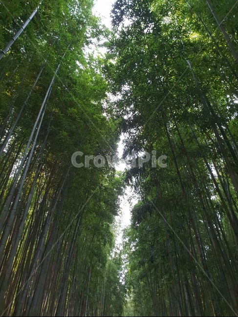 대나무,대나무숲,숲,공원,나무,bambusoideae,죽녹원,죽림원,park,기둥,나무기둥,식물,wood,forest,산,산림,공기정화,fresh,신선한,기분,산림욕,식물,자연,plants,nature,나무,trees,wood