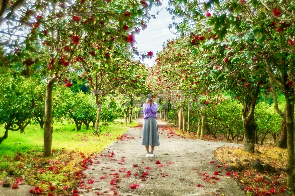제주,봄날,동백,꽃잎,사람,감성사진,여자,풍경,동백터널,제주도,jeju,jeju island,사람,인물,인간,human,person,여성,여자,woman,female,lady,여행,휴가,traveling,vacation,trip,사진작가,포토그래퍼,photographer,감성,sensible,feeling,garden,정원,outdoors,옥외,arbour,정자