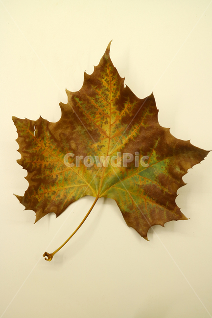 낙엽,가을,나뭇잎,잎,잎사귀,오브젝트,누끼,계절,식물,자연,낙엽잎,fallenleaves,deadleaves,가을낙엽,가을,계절,fall,autumn,season,plant,leaf,tree,나무